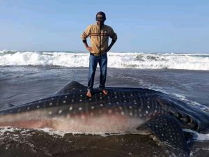 Hiu Tutul berukuran 1 Ton Mati di Sisi Pantai Cipatujah