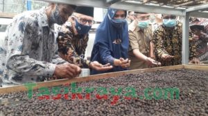 Kopi Cigalontang Sekarang Termasuk Produk Ekspor