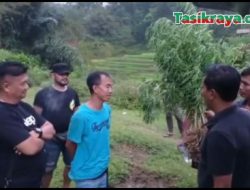 Polreskab Tasikmalaya Bongkar Ladang Ganja di Bantarkalong
