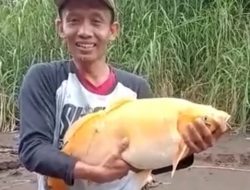 Warga Sukarame Dihebohkan Ikan Mas Besar
