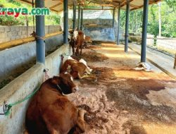 Dugaan Korupsi di Salah Satu Desa di Kecamatan Tanjungjaya Mencuat, Pak Kades Jadi Ketua Kelompok Tani Penerima Bantuan