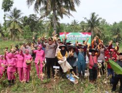Kontribusi Polri Nyata, Polres Tasikmalaya Panen Raya Jagung di Cipatujah