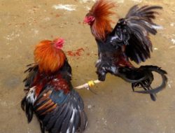 Gemah Bongkar Pemerasan Judi Sabung Ayam Oleh Oknum Dprd DKI Jakarta