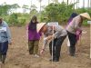 Penanaman Jagung Quartal IV, Polres Tasikmalaya Bentuk Integral Gerakan Nasional