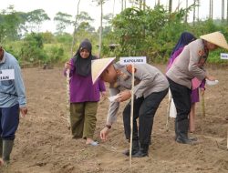 Penanaman Jagung Quartal IV, Polres Tasikmalaya Bentuk Integral Gerakan Nasional