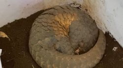 Polres Tasikmalaya Ringkus Pemburu & Penjual Trenggiling Bisnis Gelap Satwa Dilindungi