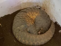 Polres Tasikmalaya Ringkus Pemburu & Penjual Trenggiling Bisnis Gelap Satwa Dilindungi