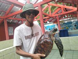 Katara Tour Kembangkan Wisata Edukasi Penyu Pangandaran