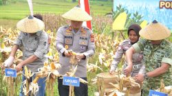 Perkuat Ketahanan Pangan, TNI & Polri Berhasil Panen Jagung 171 Ton
