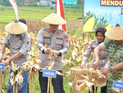 Perkuat Ketahanan Pangan, TNI & Polri Berhasil Panen Jagung 171 Ton