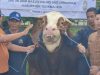 Tiba di Tasikmalaya, Presiden Prabowo Kirim Sapi Limosin 1,2 Ton