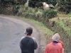 Drama Sapi Ngamuk di Puspahiang Kabur Sejauh 4 KM