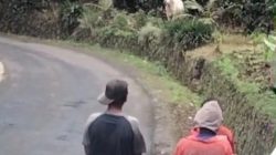 Drama Sapi Ngamuk di Puspahiang Kabur Sejauh 4 KM