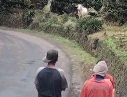 Drama Sapi Ngamuk di Puspahiang Kabur Sejauh 4 KM