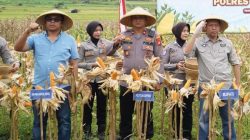 Cek Fisik Jagung, Satreskrim Polres Tasikmalaya Monitoring Program Ketahanan Pangan