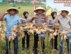Cek Fisik Jagung, Satreskrim Polres Tasikmalaya Monitoring Program Ketahanan Pangan