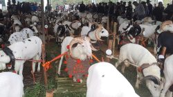 Pesta Patok Cara Menaikan Pamor & Harga Ternak Lokal