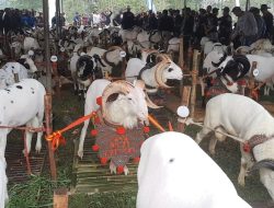 Pesta Patok Cara Menaikan Pamor & Harga Ternak Lokal